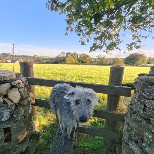 Dogs welcome at Trillis Cottage
