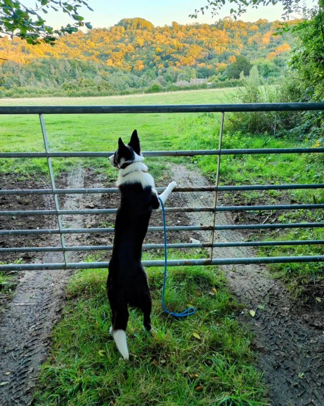 A border collie at a field gate looking out over autumn woodland